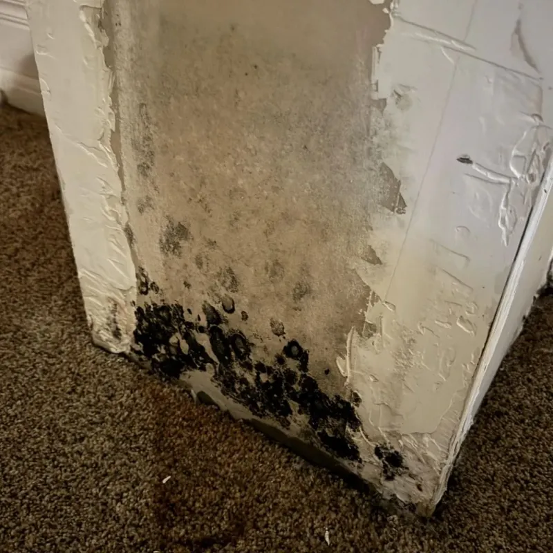 Professional Mold Removal in Plains, KS